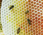 原生态蜂蜜：海南特产“新宠” 馈赠佳品