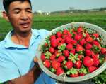 海南迎草莓丰收时节 家长带孩子郊区采摘