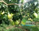 儋州蜜柚成熟了 摘柚子 采摘地址联系电话