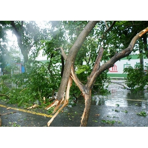 “纳沙”袭来海口狂风暴雨  多路段树木折断横七竖八