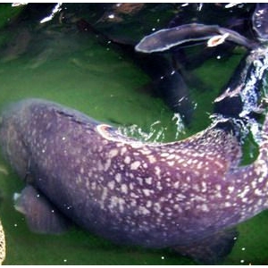 海南“巨无霸”石斑鱼   重达240斤
