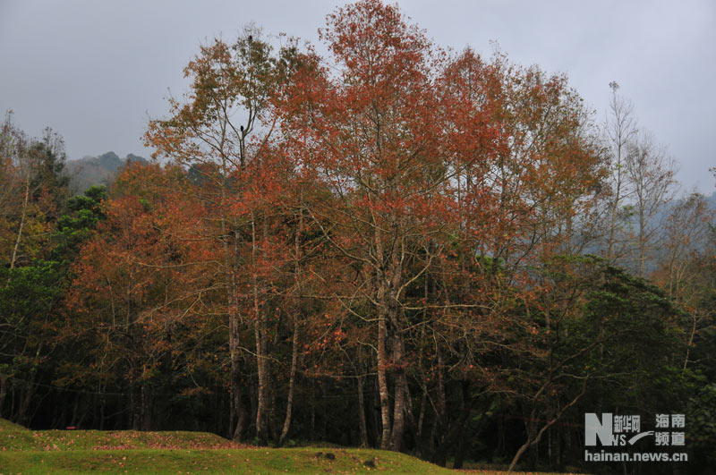 五指山国家级自然保护区色彩斑斓的冬日。（12月18日摄）