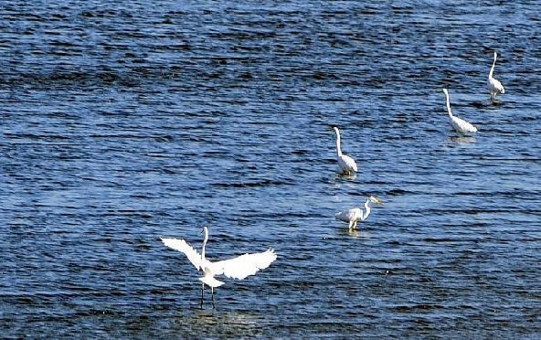 冬天来了 成群的白鹭聚集在三亚市临春河