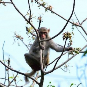 亚龙湾热带天堂公园野猕猴采撷野果