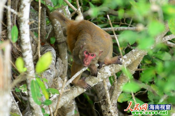 图为野猕猴在三亚亚龙湾热带天堂森林公园采撷野果的情景