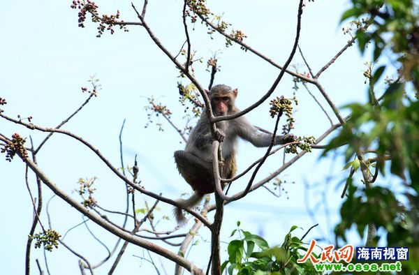 图为野猕猴在三亚亚龙湾热带天堂森林公园采撷野果
