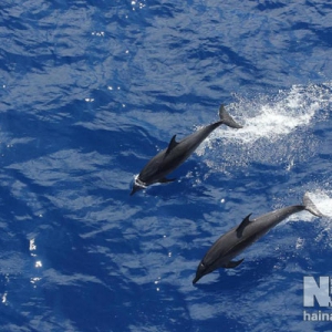 三沙南沙海域美丽的海豚在追逐嬉戏