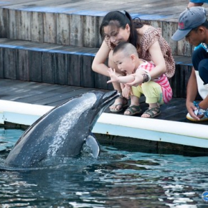 分界洲岛儿童节日免门票、海豚湾观光票