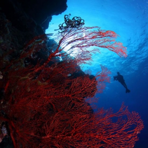 美丽的西沙诸岛 斑斓的海底世界