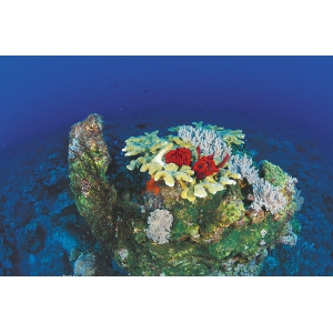 海南三沙珊瑚礁：海底热带雨林