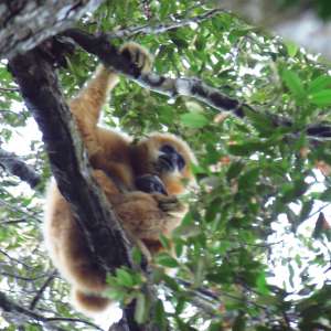 霸王岭国家级自然保护区濒危海南长臂猿喜添宝宝