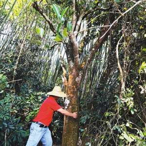 儋州发现16棵500年古油茶树 被誉为“东方橄榄油”