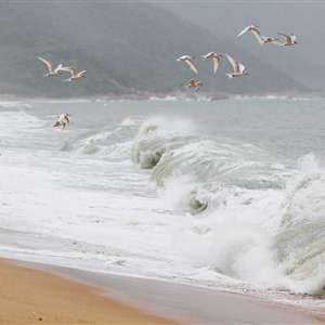 三亚崖州湾南山景区：燕鸥滩边觅食 逐浪飞翔