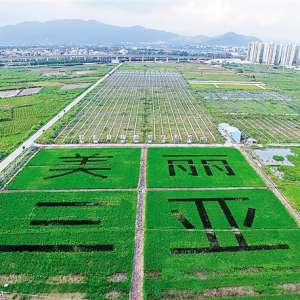 三亚1.2万平方米巨幅“稻田画” 黑色叶片水稻插植而成