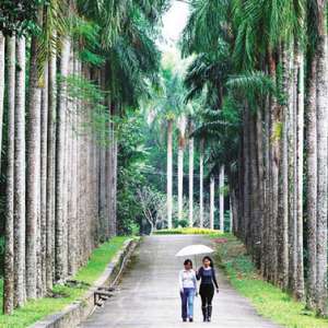 儋州热带植物园：珍奇植物荟萃，蔚为壮观