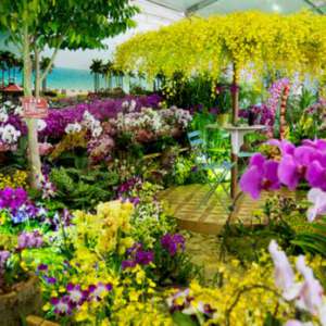兰花博览会将三亚兰花世界旅游区举行