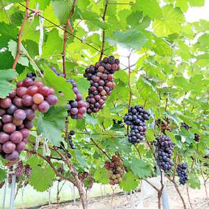 儋州七叶葡萄成熟了 基地将举办采摘活动