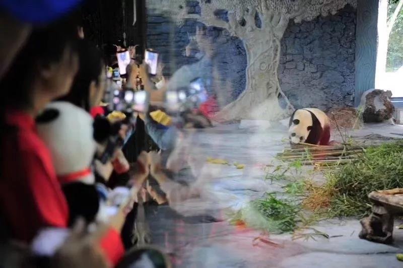 海野熊猫世界正式开幕 目前对游客免费开放